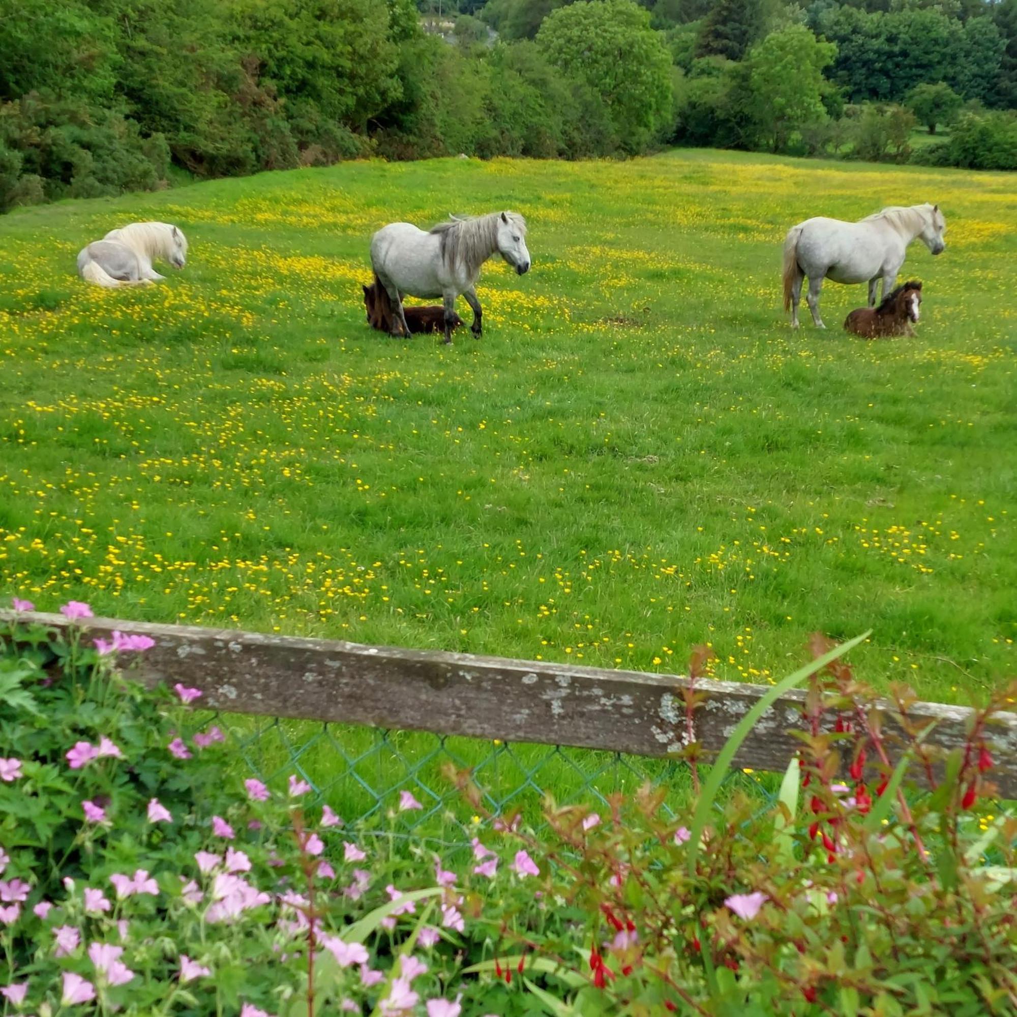 Abhainn Ri Cottages Blessington Exterior photo